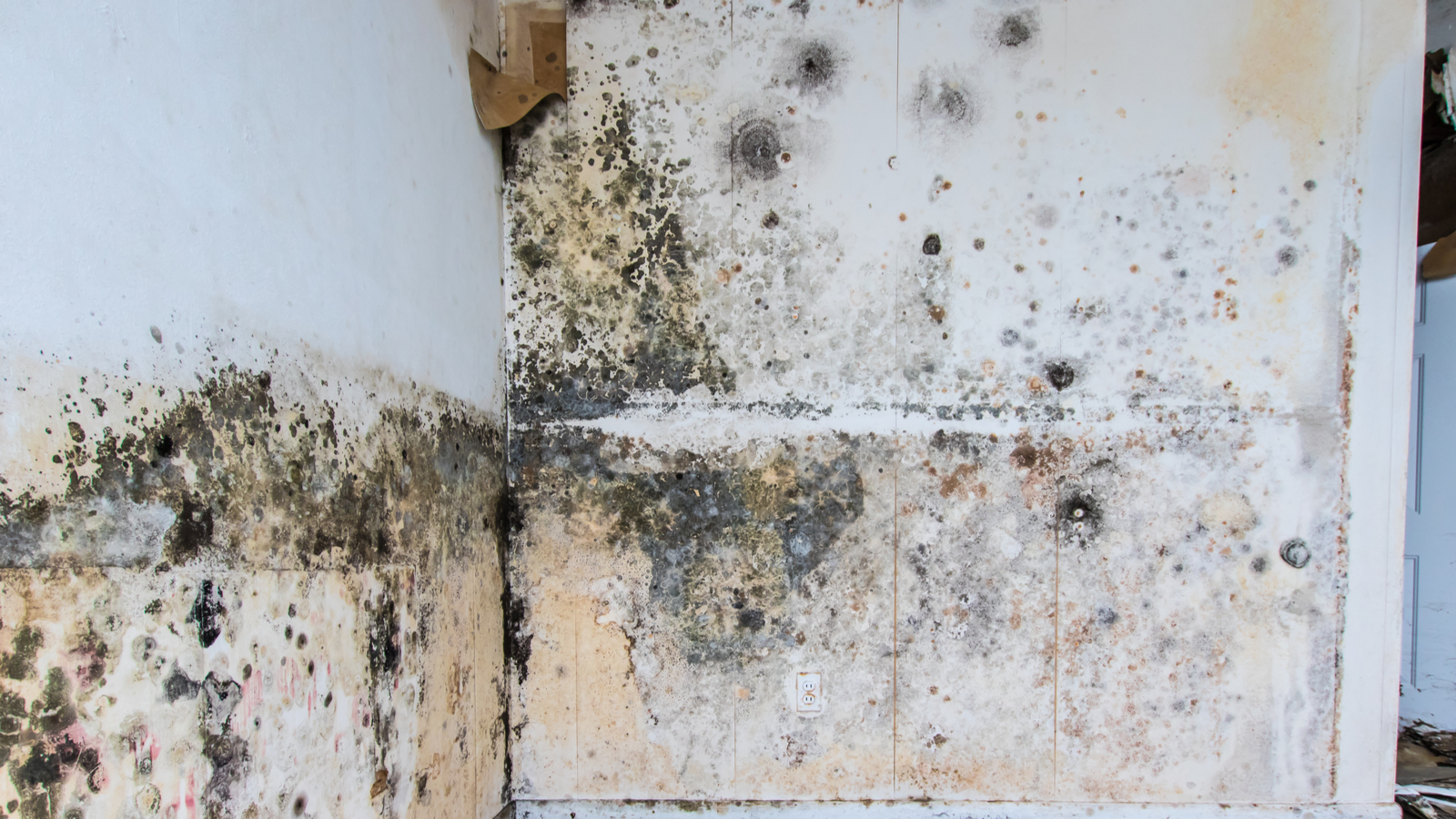 Signs of mold growth on a wall.