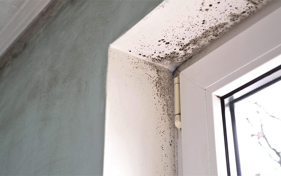 Is Black Mold Toxic?, A&J Property Restoration