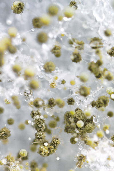 mold spores