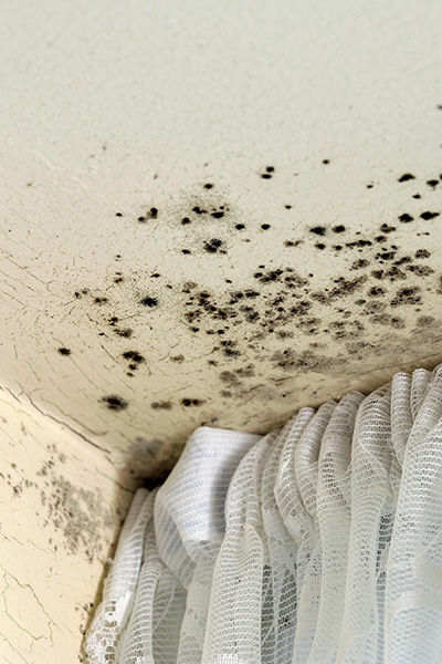 Mold growing in corner of ceiling