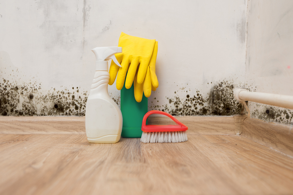 5 Things You Should Never Do to Get Rid of Mold