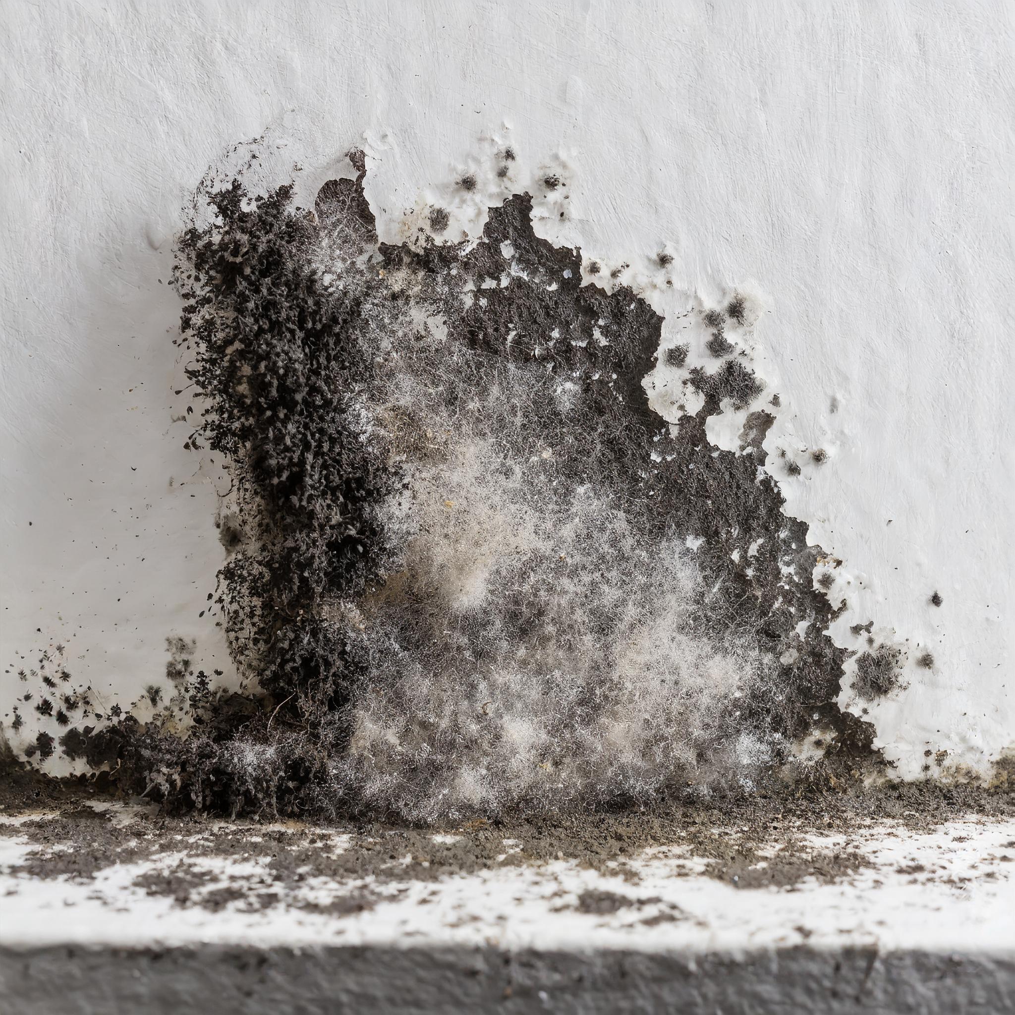 black mold on a wall